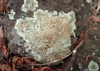 Mauerflechte (Lecanora saxicola) - © Emanuel Trummer